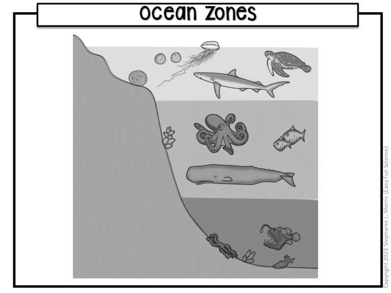 Ocean zones diagram made by teachers