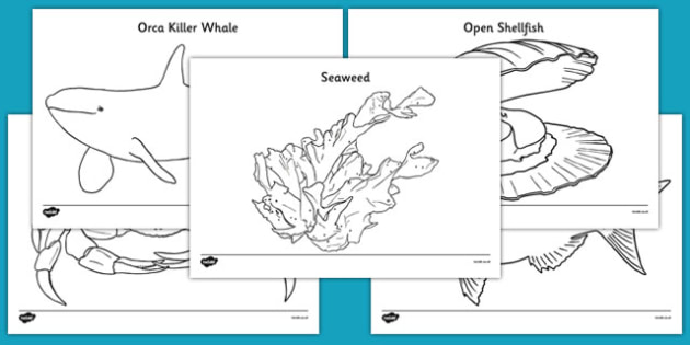 New zealand under the sea printabel louring pages for kids