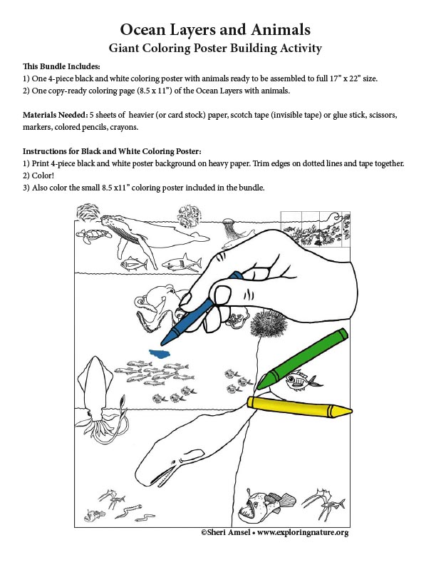 Ocean life zones