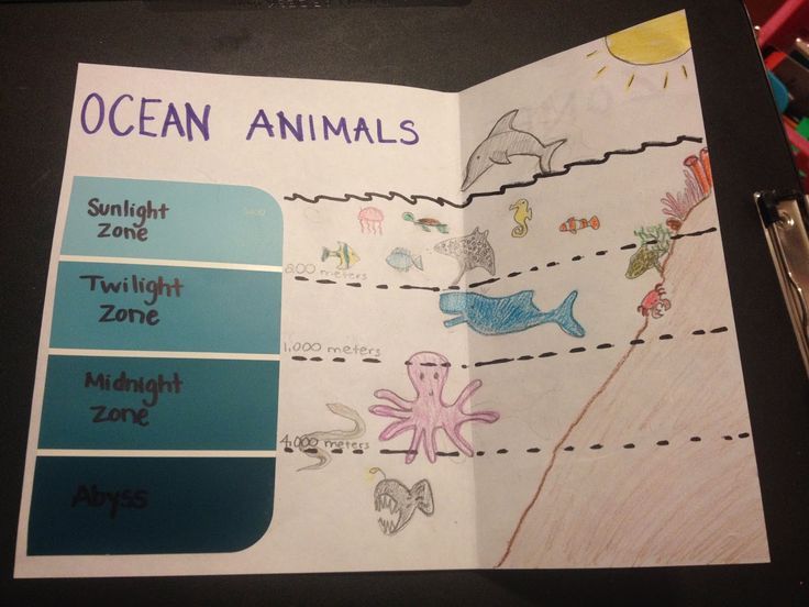 The oceans layers intertidal zone ocean layers photic zone ocean zones ocean science ocean classroom