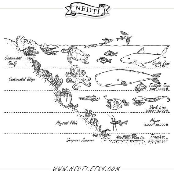 Explore the fascinating world of ocean zones