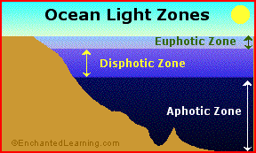 Sunlit ocean euphotic zone