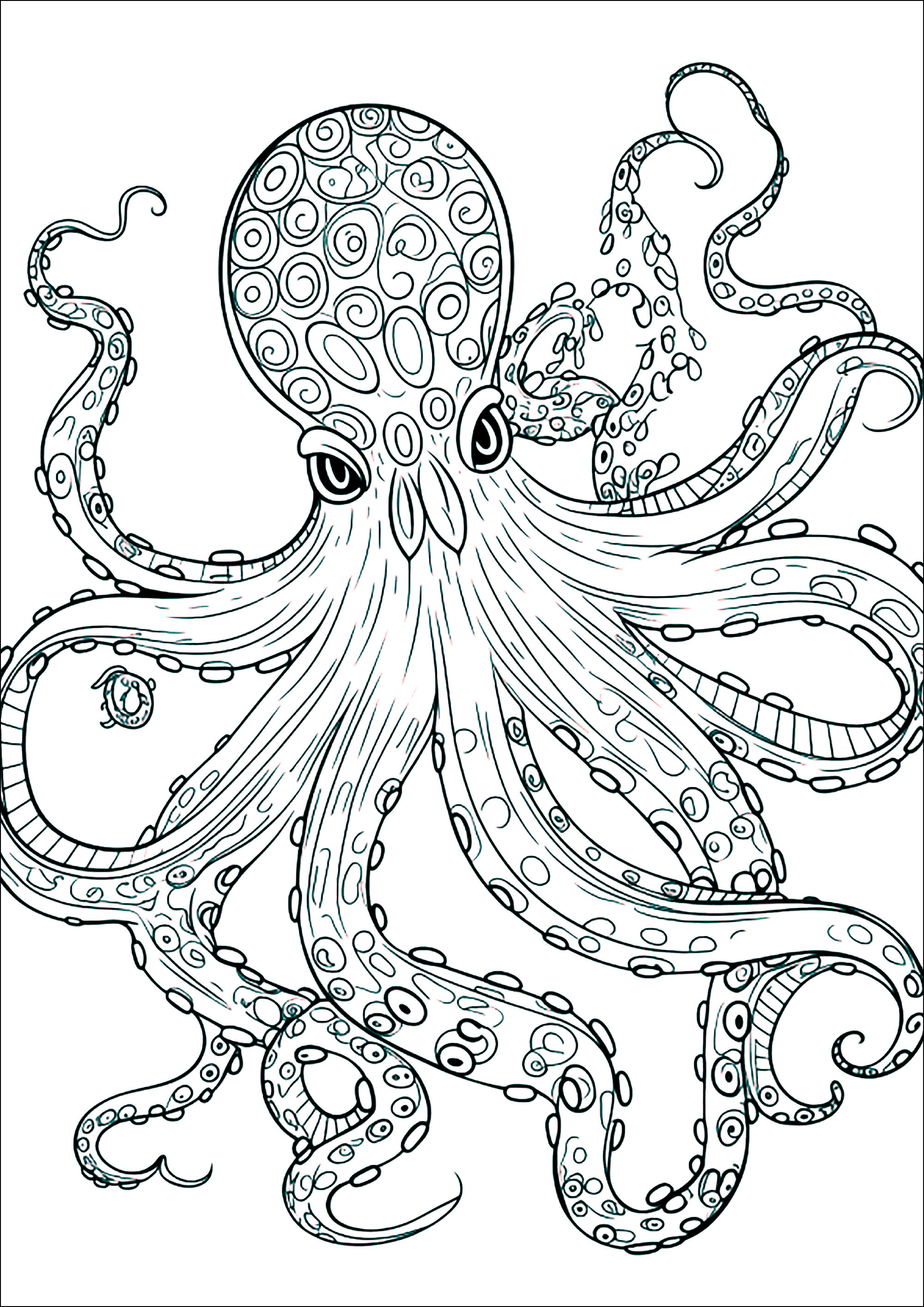 Giant octopus