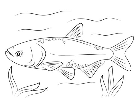 Bighead carp coloring page free printable coloring pages free coloring pages fish coloring page coloring pages