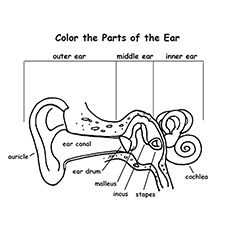 The ear anatomy coloring page ear diagram human ear diagram ear anatomy