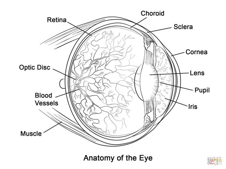 Anatomy coloring pages coloring page human eye anatomy coloring page free printable pages