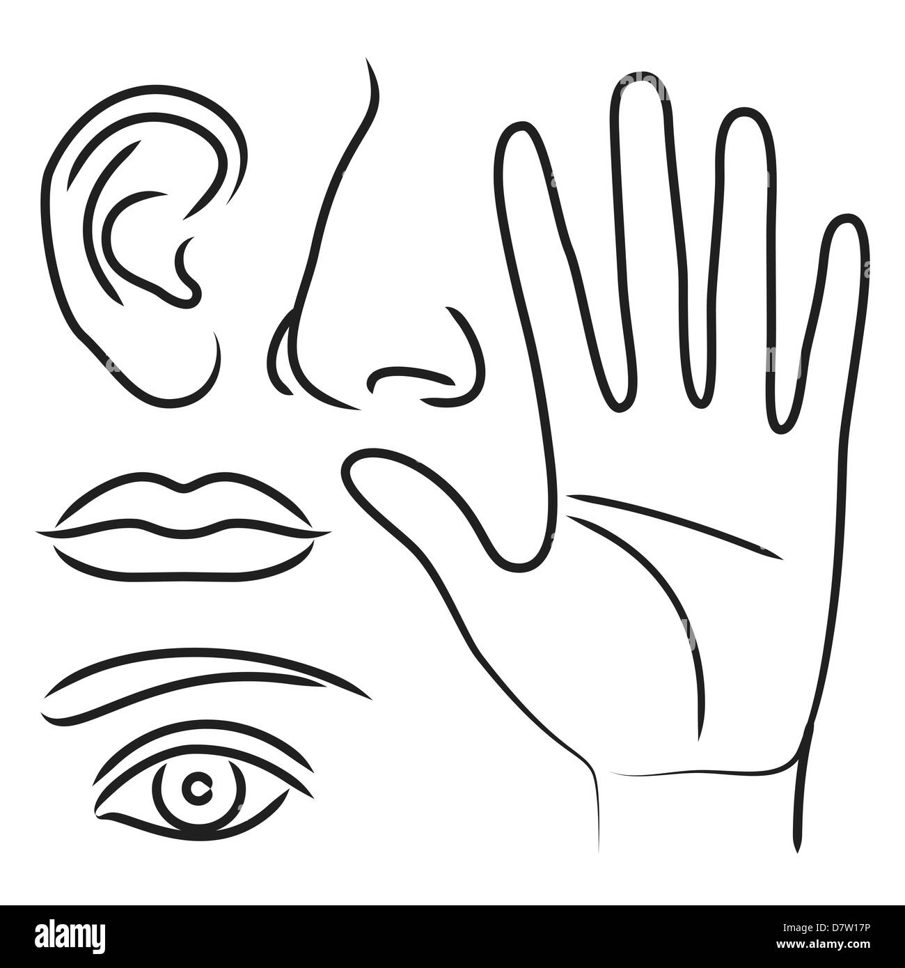 Sensory organs black and white stock photos images