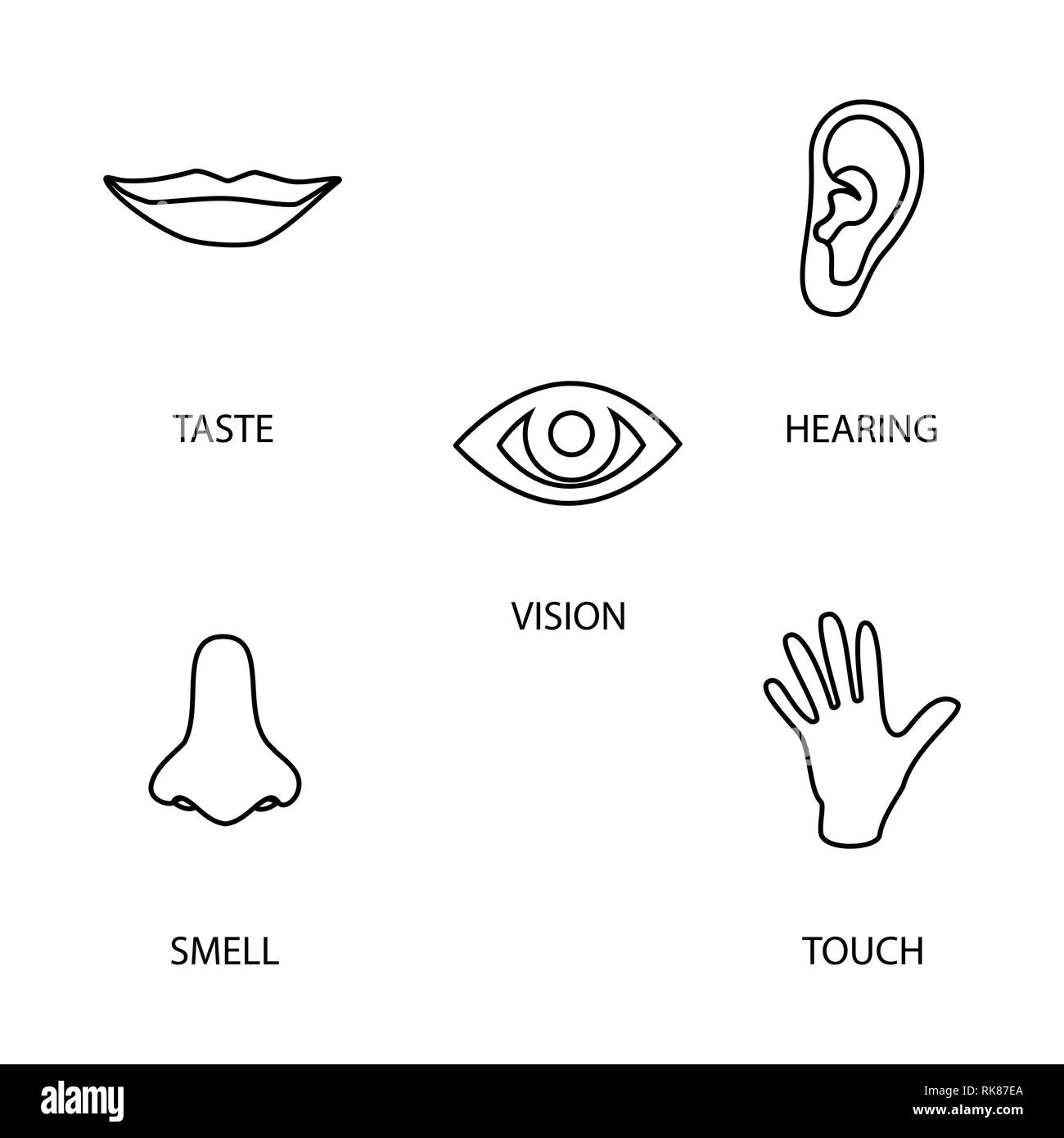 Conjunto de iconos de cinco sentidos humanos la visiãn ojo el olor nariz del oãdo ear toque de mano el sabor boca iconos de lãnea simple imagen vector de stock