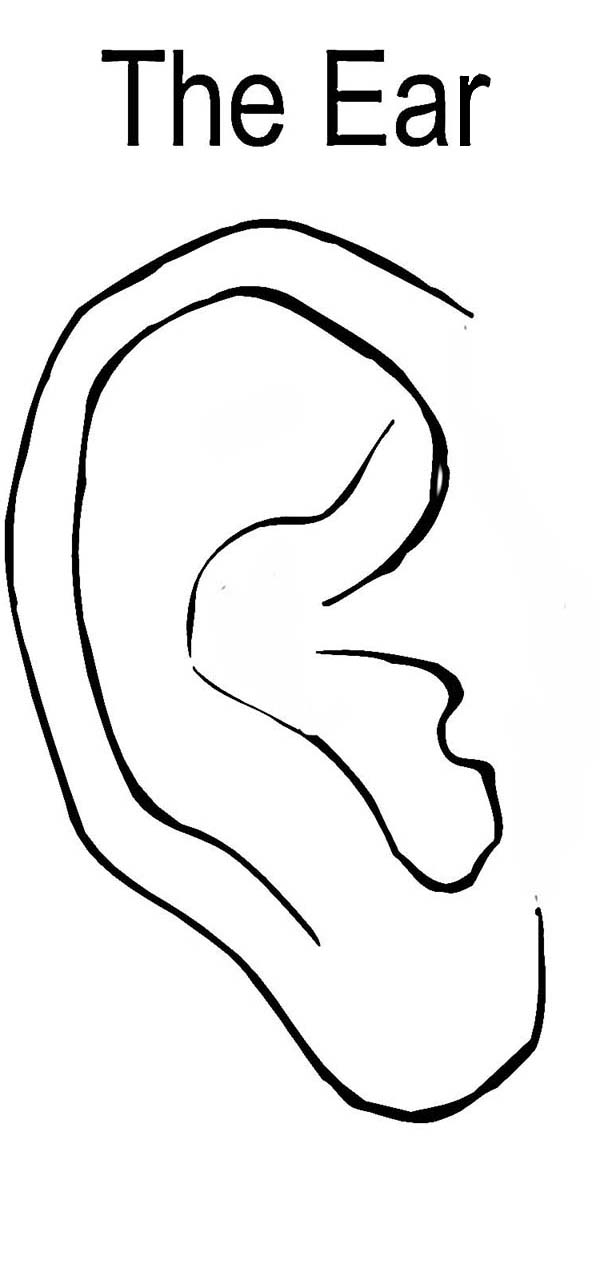 Free ears coloring pages download free ears coloring pages png images free cliparts on clipart library