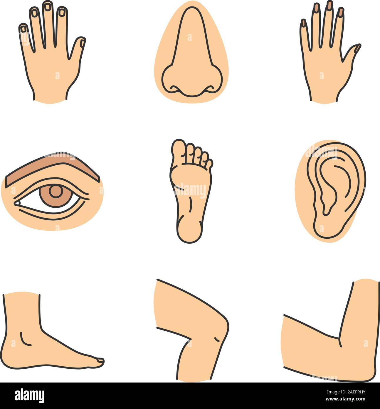Human body parts color icons set male and female hands nose eye feet ear elbow joint knee isolated vector illustrations stock vector image art