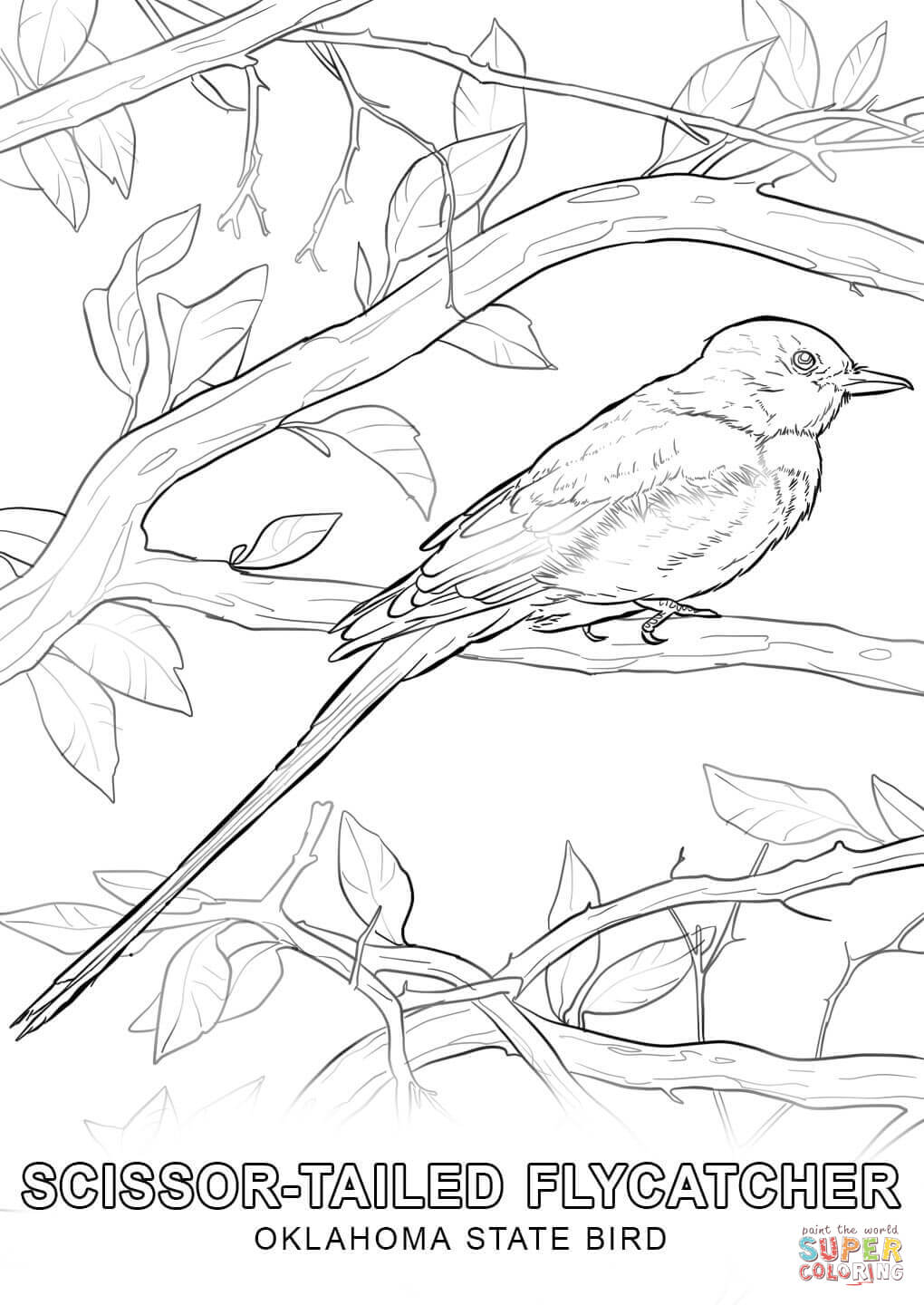 Oklahoma state bird coloring page free printable coloring pages
