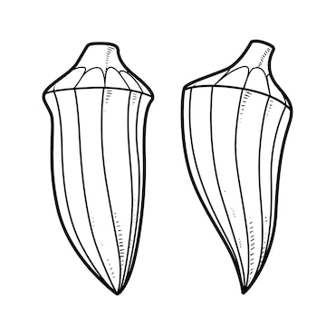 Premium vector two okra linear drawing on white background