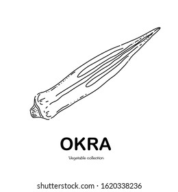 Okra freehand drawingvector illustration doodle style stock vector royalty free