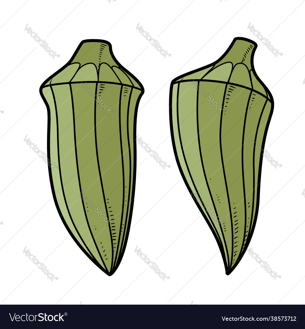 Two okra color variation for coloring page vector image