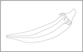 Vegetable coloring and tracing pages