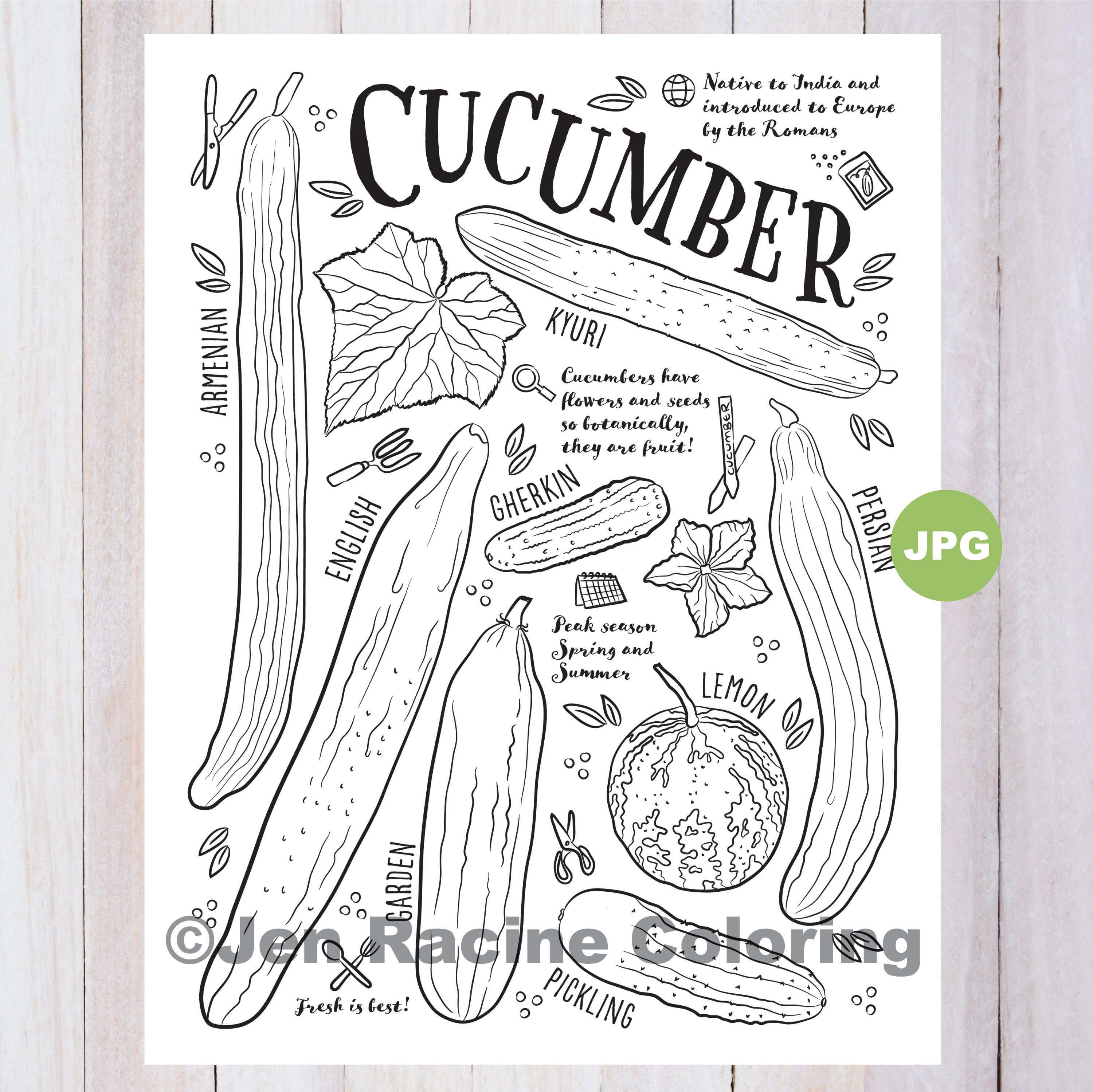 Cucumber coloring page vegetable coloring page garden gardening homegrown vegetable coloring pages