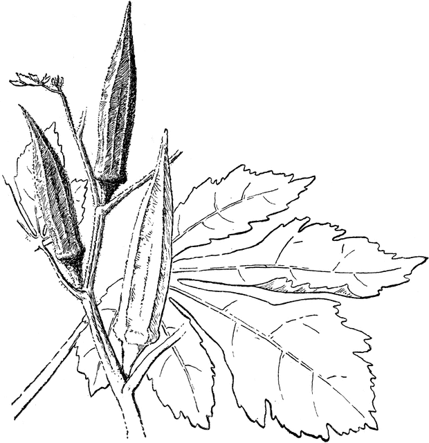 Coloring pages okra coloring pages