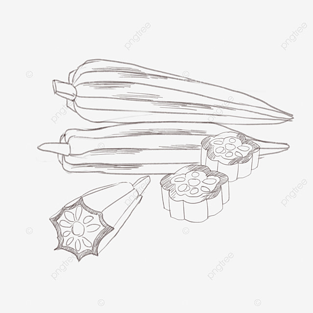 Okra png image okra line drawing hand drawn illustration okra line drawing beautiful okra line drawing hand drawn okra line drawing png image for free download