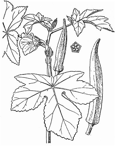 Free ladies finger coloring pages coloring pages plant sketches vegetable coloring pages
