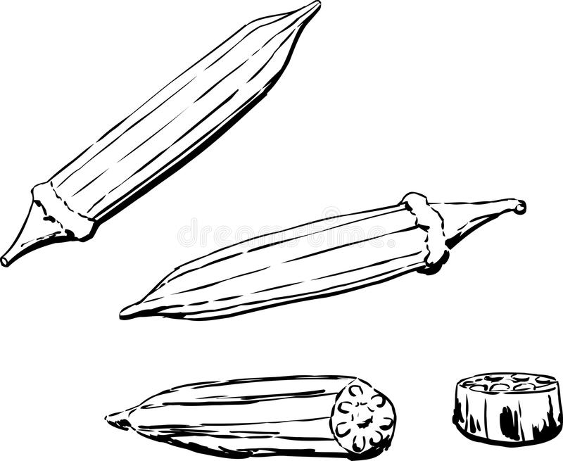 Coloring pages outlined okra over white background illustration