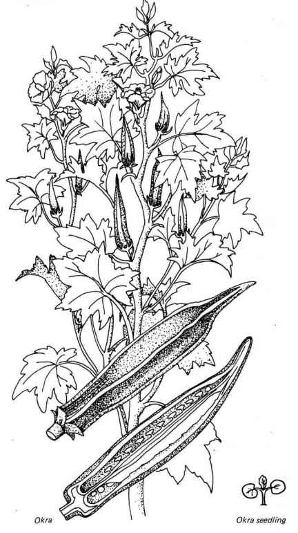 When to plant okra