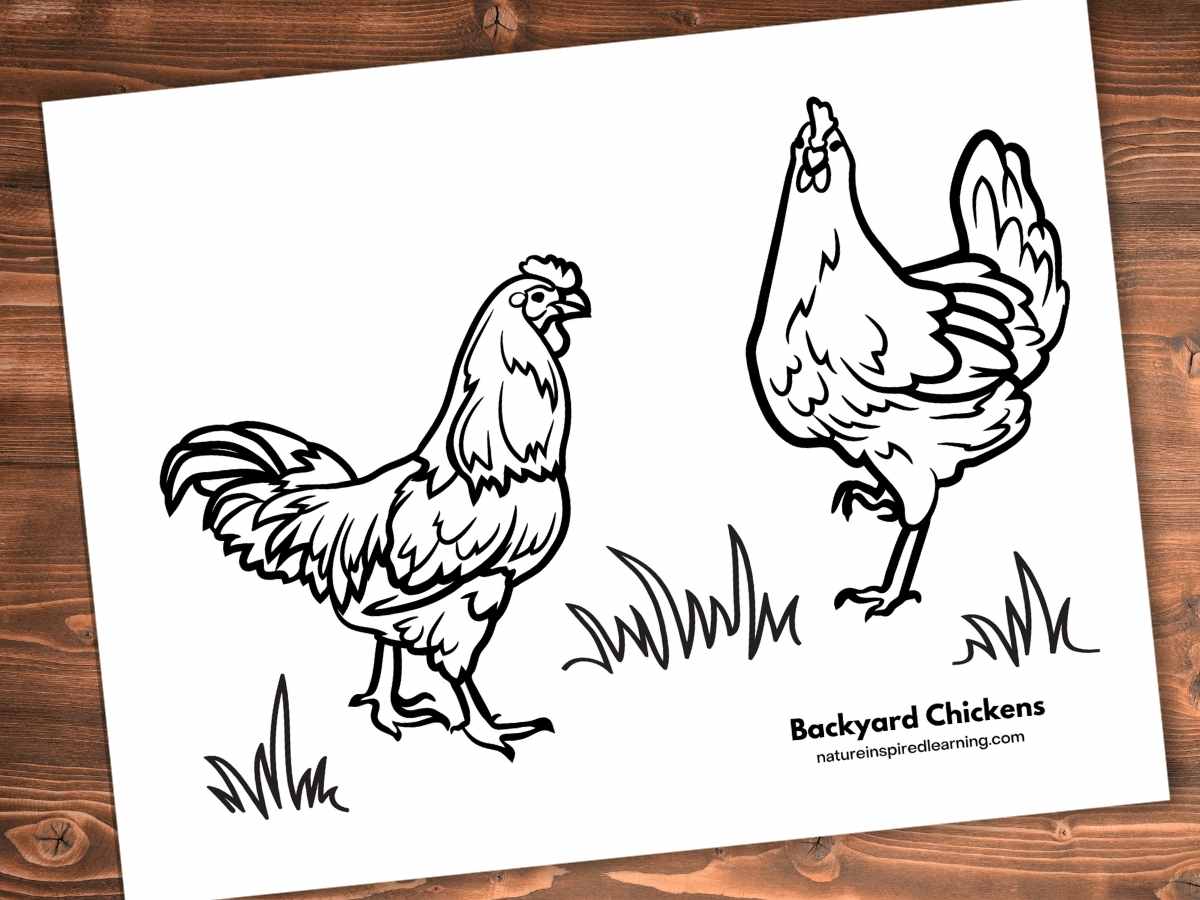 Adorable chicken coloring pages