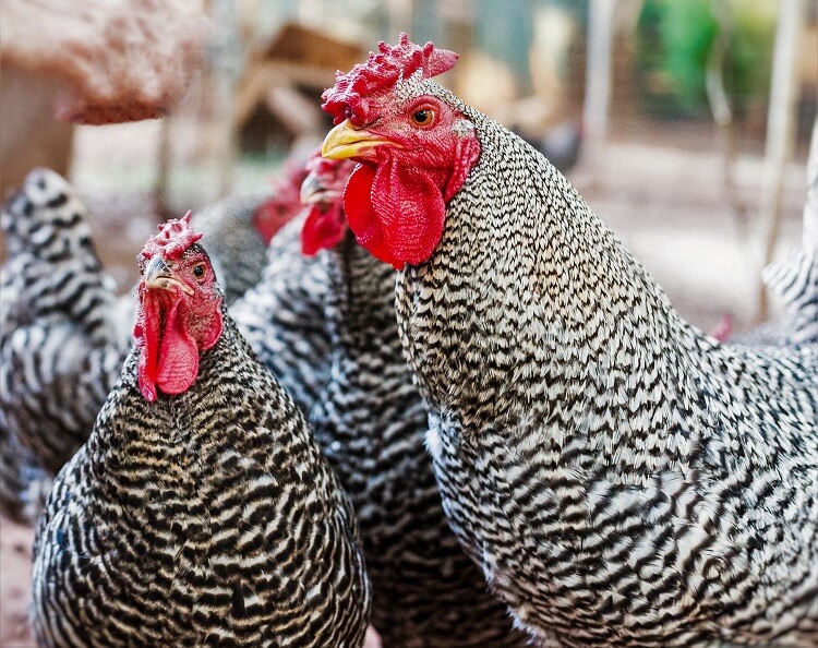 Cold hardy chickens that lay eggs during winter chickens and more