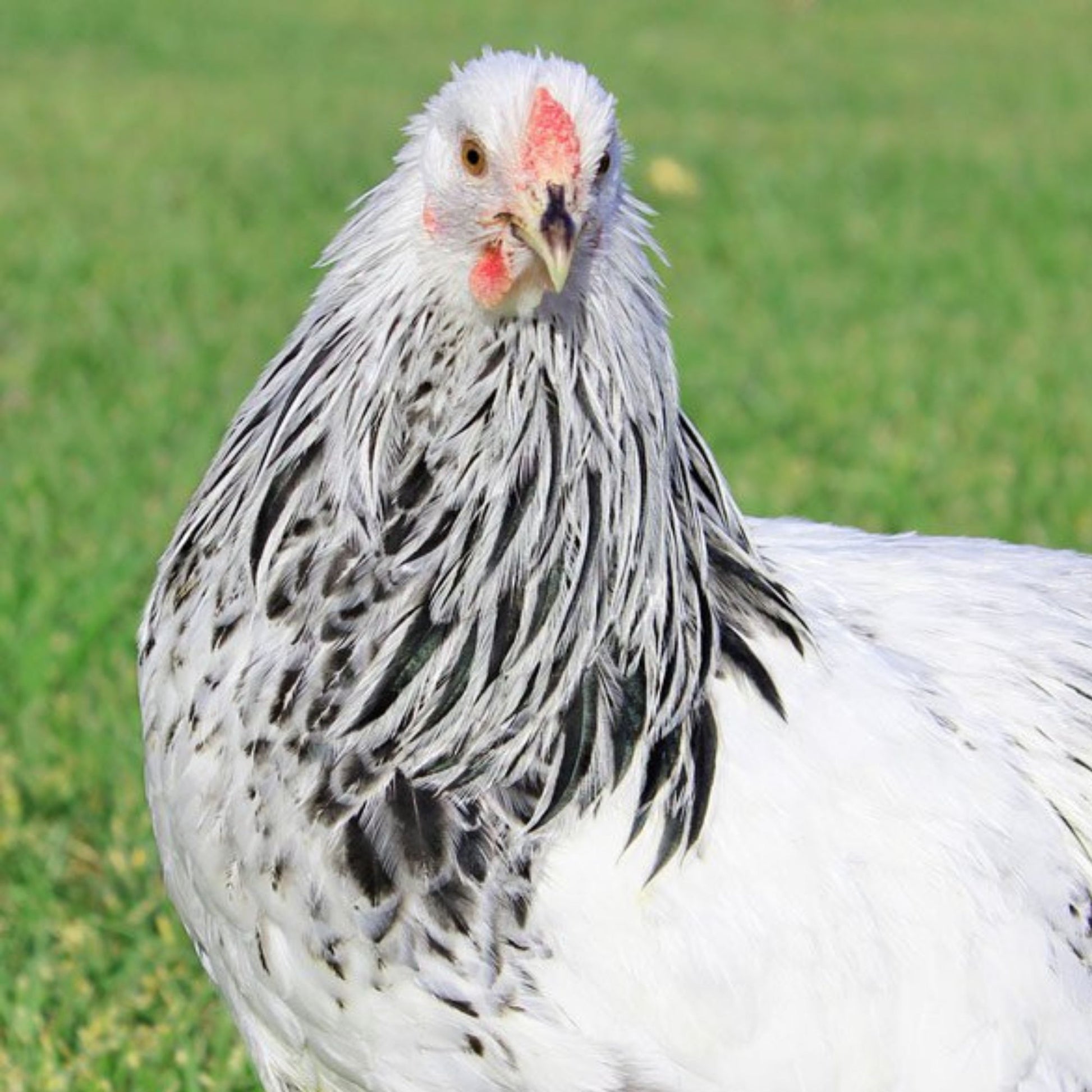 Baby chicks columbian wyandotte
