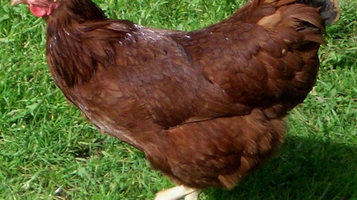 Hen chicken breed egg color egg layers meat birds dual purpose birds the old farmers