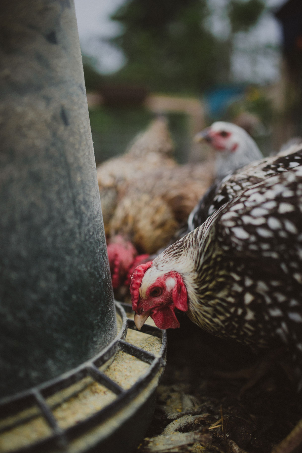 Five stages for success with breeding chickens
