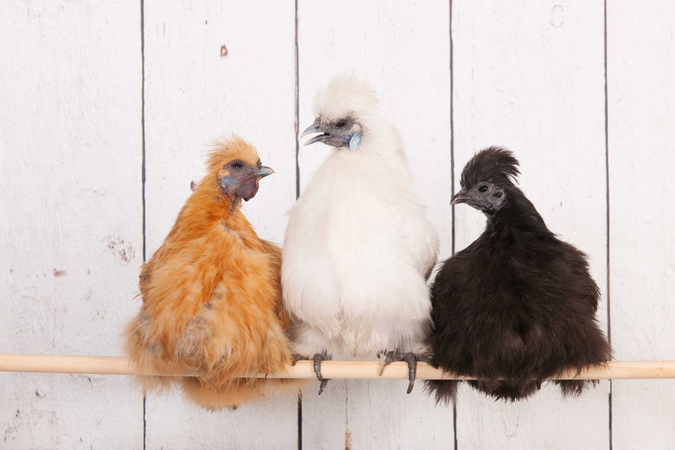 The best chicken breeds picked by my pet chicken staff