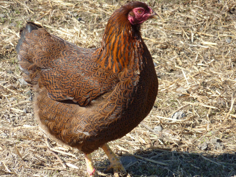The partridge chantecler chicken â old time