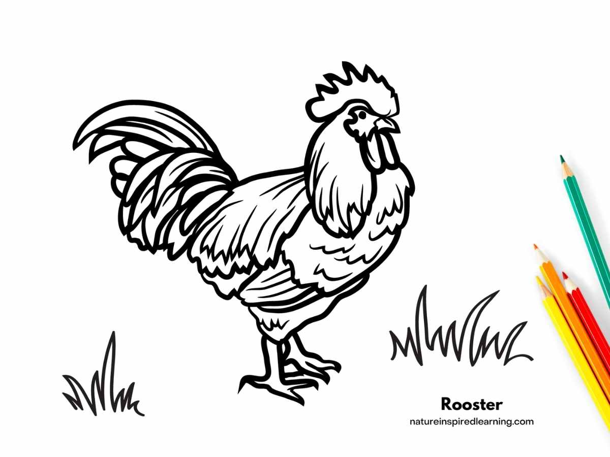 Adorable chicken coloring pages