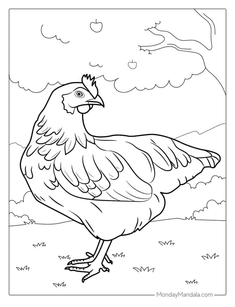 Chicken coloring pages free pdf printables