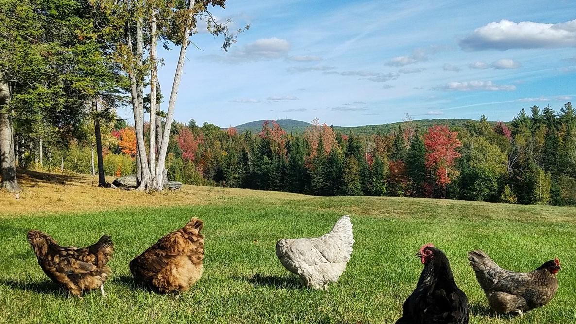 Chicken breeds for eggs the old farmers
