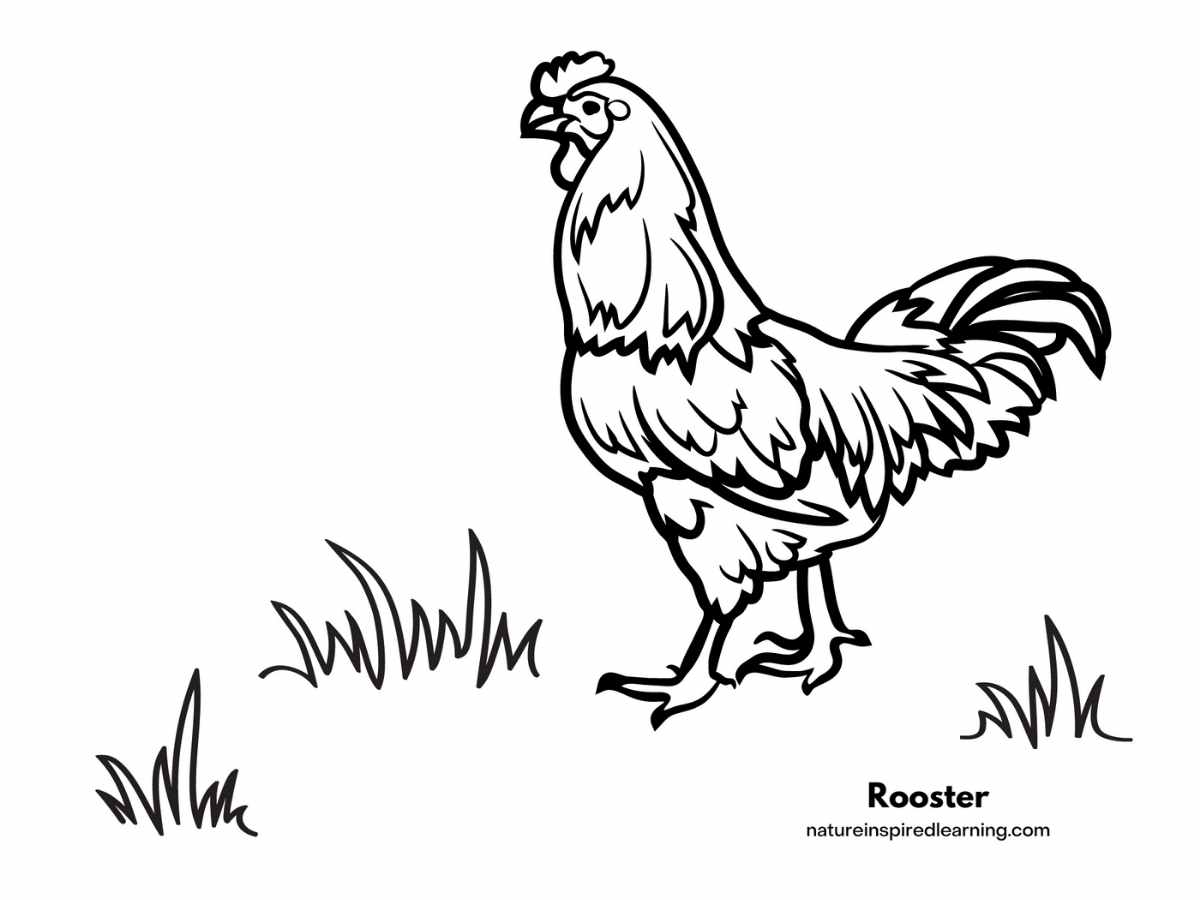 Adorable chicken coloring pages