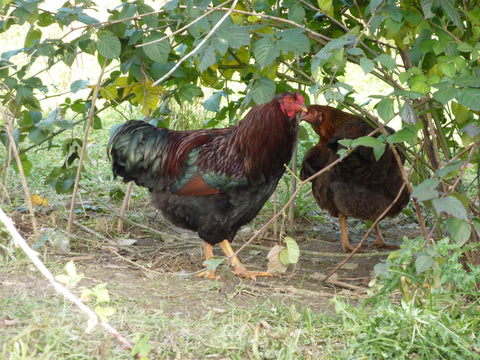 The partridge chantecler chicken â old time