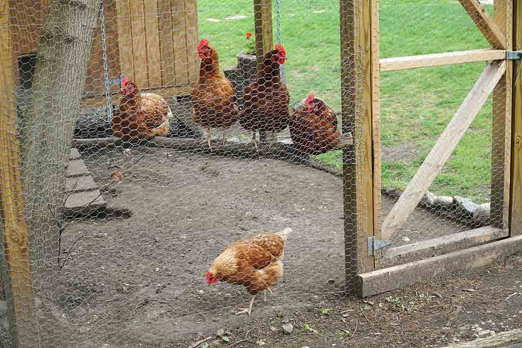 How much room do chickens need