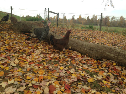 The partridge chantecler chicken â old time