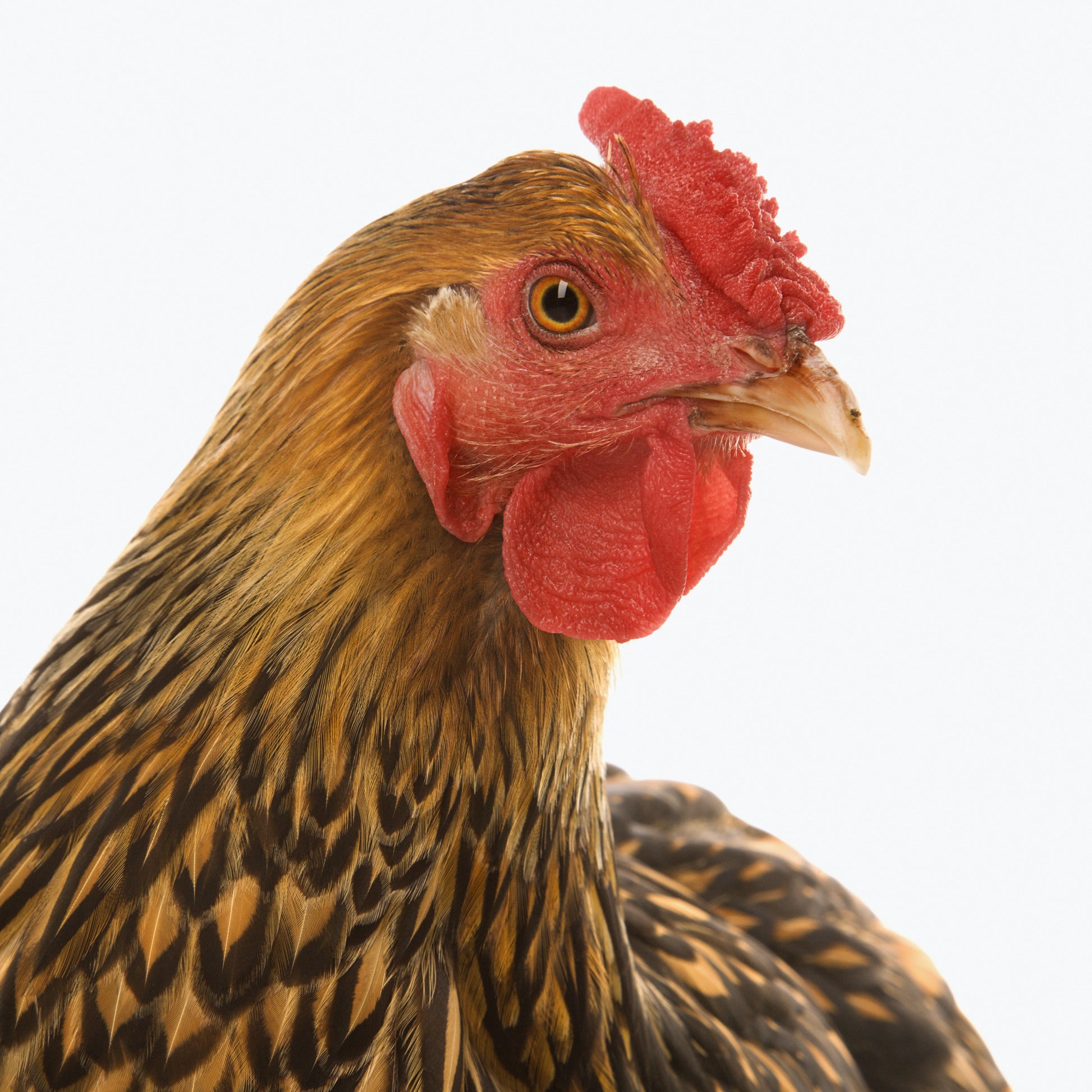 Baby chicks golden laced wyandotte