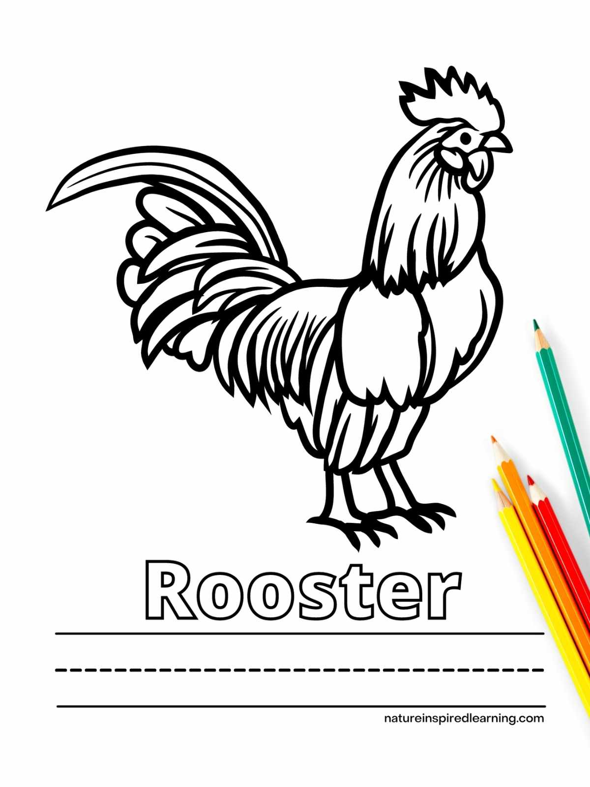 Adorable chicken coloring pages