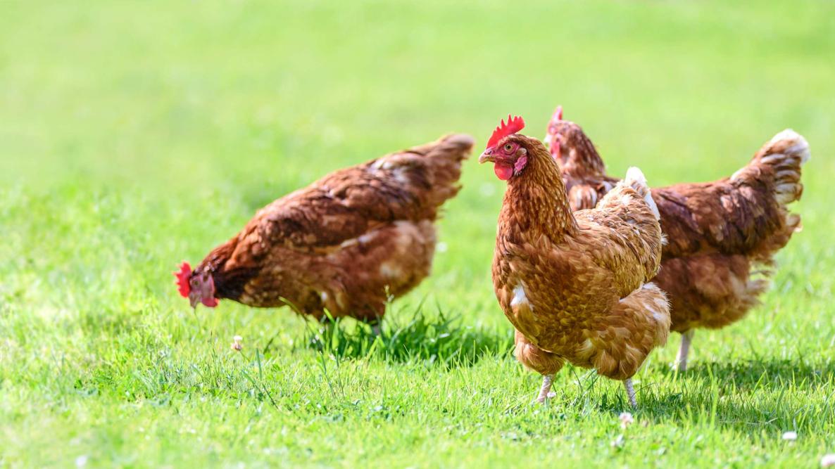 Raising chickens a beginners guide to chickens the old farmers
