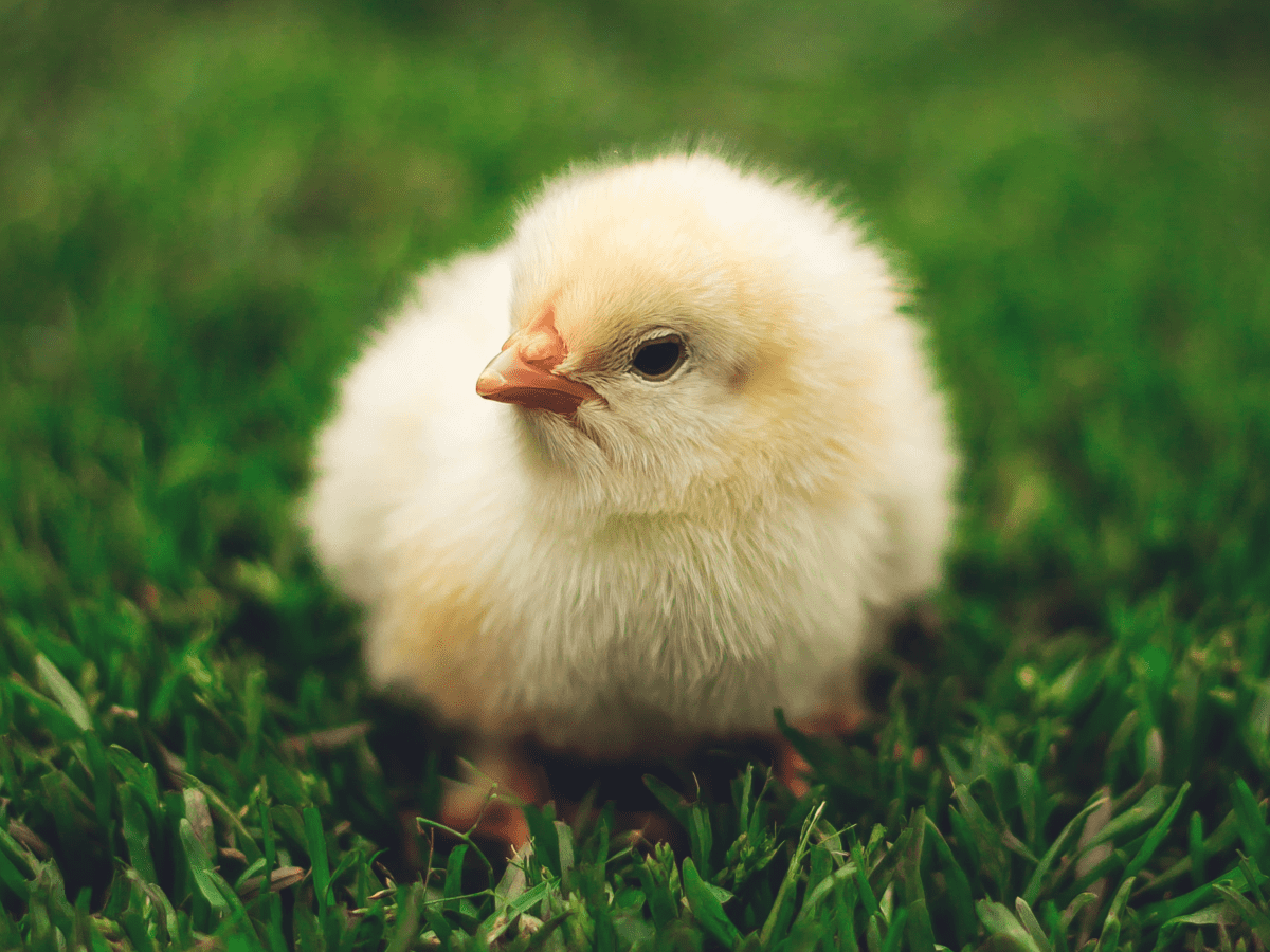 Tips for raising chickens the pet that pays for itself