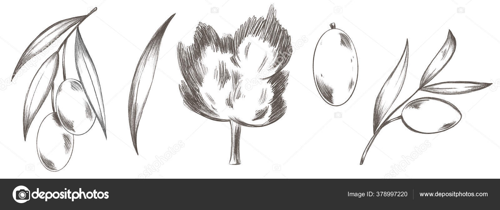 Cute set leaf olive tree twig berries pencil sketch digital stock photo by kayansh