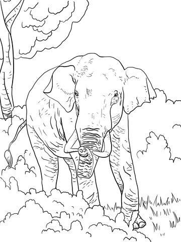 Indian elephant coloring page free printable coloring pages