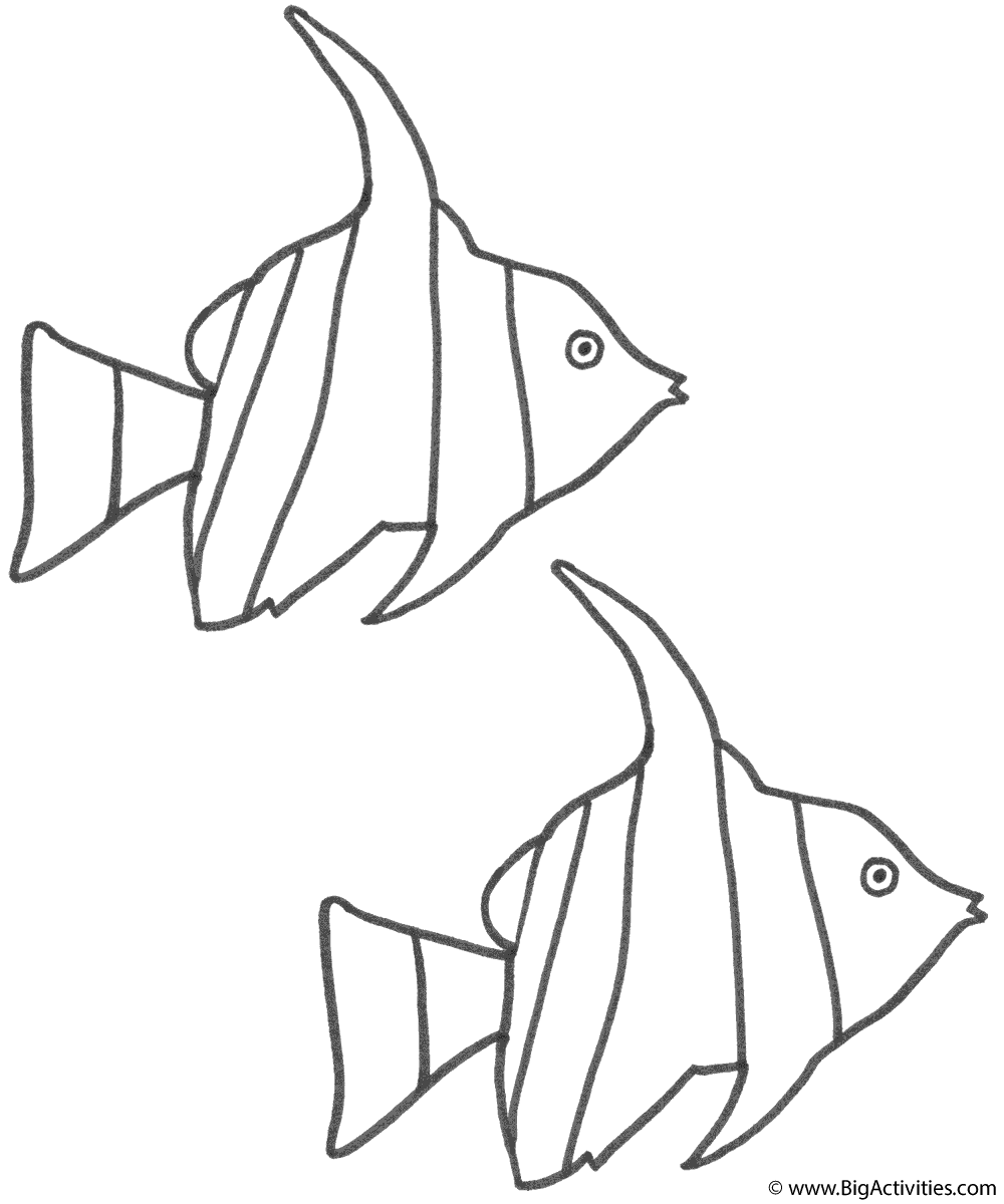 Two angel fish