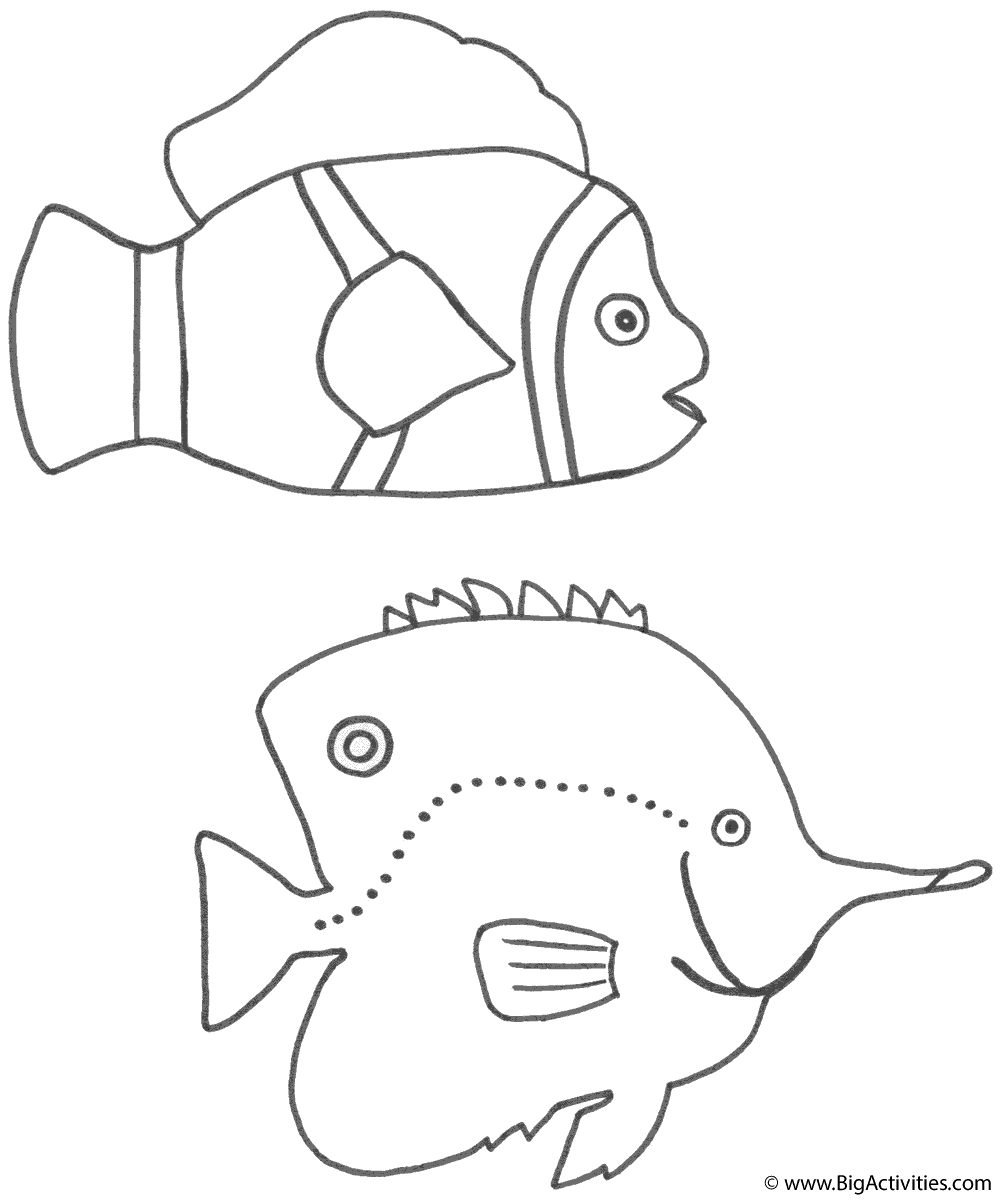 Clown fish and discus fish