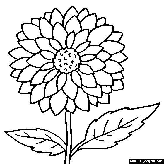 Dahlia flower online coloring page coloring pictures flower coloring sheets flower coloring pages