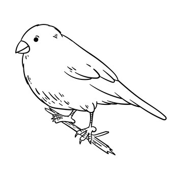 Page opila bird coloring page images
