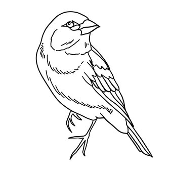 Page opila bird coloring page images
